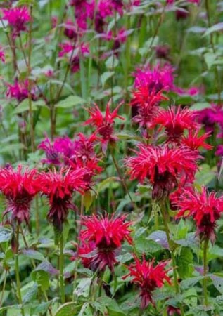 MONARDA didyma Fire Boll
